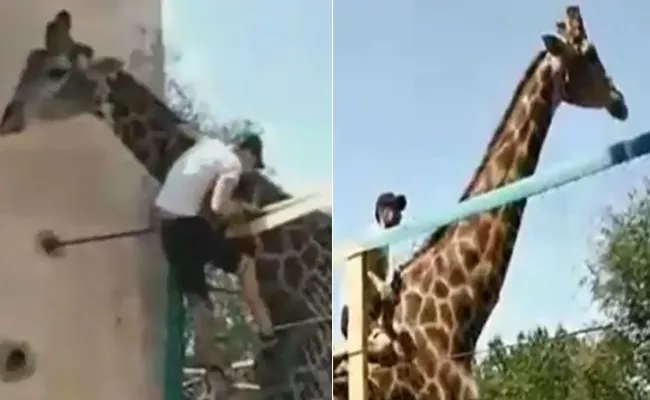 Drunk Man Climbs And Rides on Giraffe in Kazakhstan Zoo - Sakshi