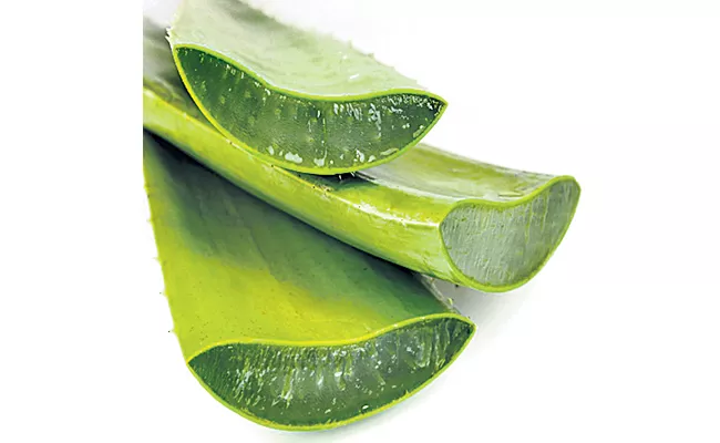 Aloe Vera help For Weight loss - Sakshi