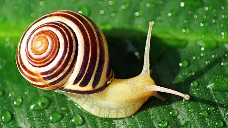 Australian Scientists Discover Snail Glue Cure Cancer - Sakshi