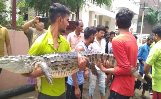 Floods Bring Crocodiles to Vadodara Streets - Sakshi