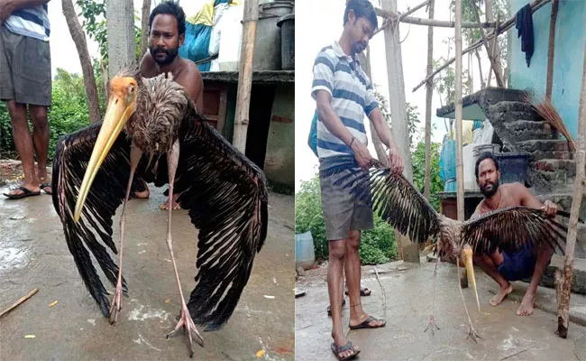 Foreign Bird Comes To Vizianagaram - Sakshi