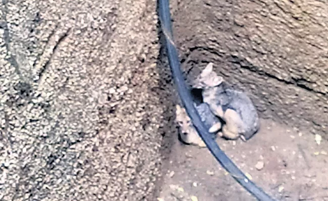 A Couple Of Foxes In The Well At Vargal - Sakshi