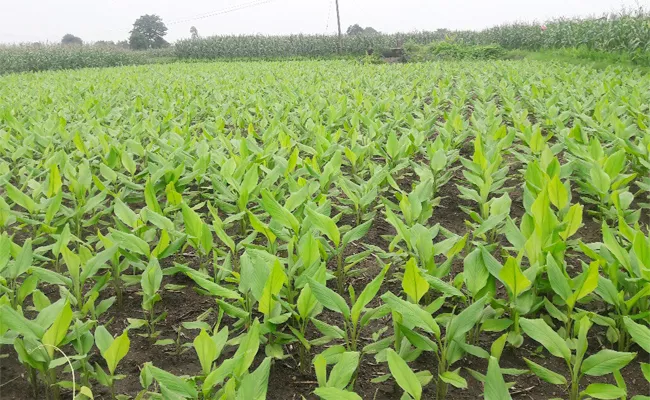 Nizamabad Turmeric Farmers Warning to Telangana Government - Sakshi