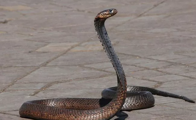 Family Performing Puja Of Cobra In Karnataka - Sakshi