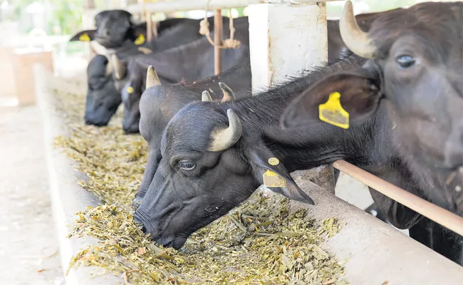 Dairy Farm Crop Special Story - Sakshi