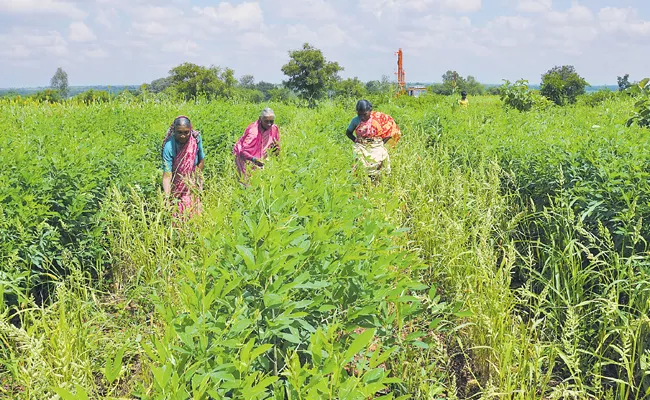 Organic farming Special Story - Sakshi