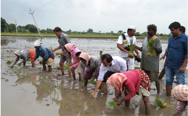 Collector Vasam Venkateswarlu Turned To Be a Farmer In Bhupalapally - Sakshi