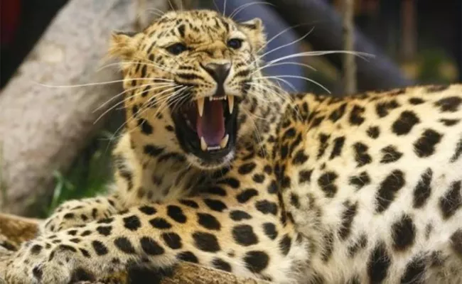 Haridwar Man Poisons 3 Leopards in Revenge for Killing His Dog - Sakshi