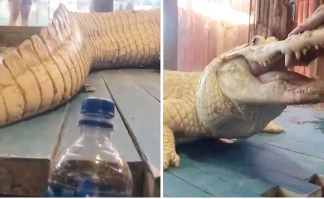 Alligators Bottle Cap Challenge Viral - Sakshi