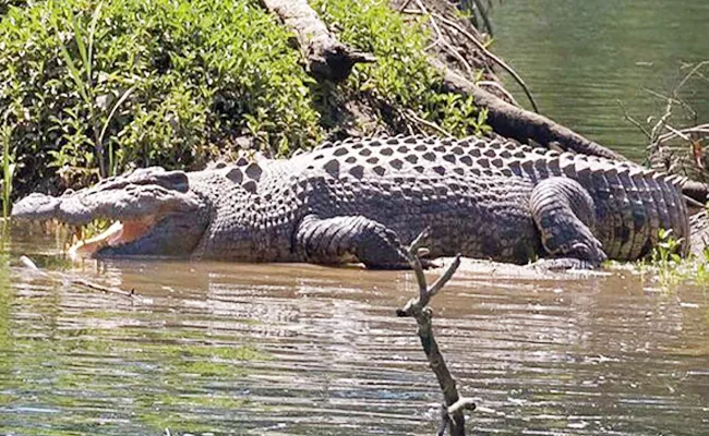 Australian Boy Struggling To Save 13 Foot Salt Crocodile - Sakshi