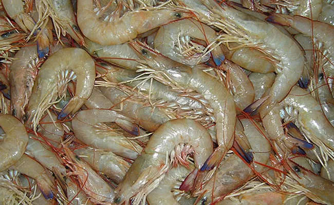 Prawns Prices Are Highly Increased In Vijayawada - Sakshi