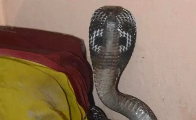 UP Woman Talking On Phone Sits On Snake And Dies - Sakshi