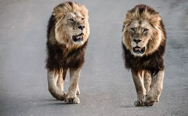 Lion Group Takes Stroll In Junagadh Shocks Netizens Became Viral - Sakshi