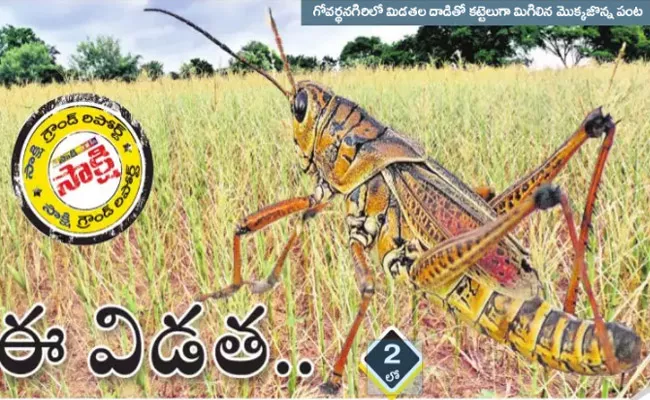 Grasshoppers Cause Heavy Damage To Corn Crop Farmers In Joint Medak District - Sakshi