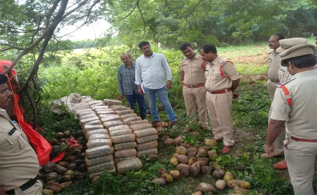 Cannabis Move in the Name of Coconut Bonds - Sakshi