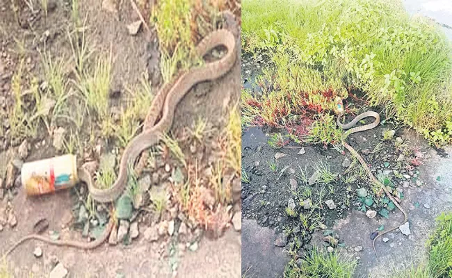 Snake Society in Hyderabad HCU - Sakshi