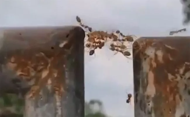 Ants Prove Unity Is The Strength Viral Video - Sakshi