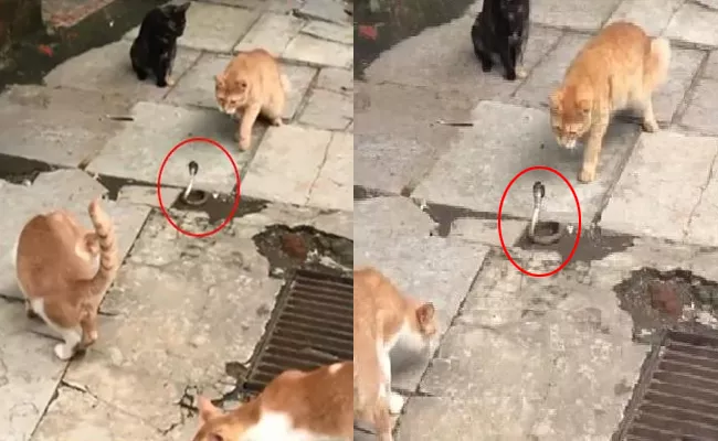 Viral Video Four Cats Confronting A Snake - Sakshi