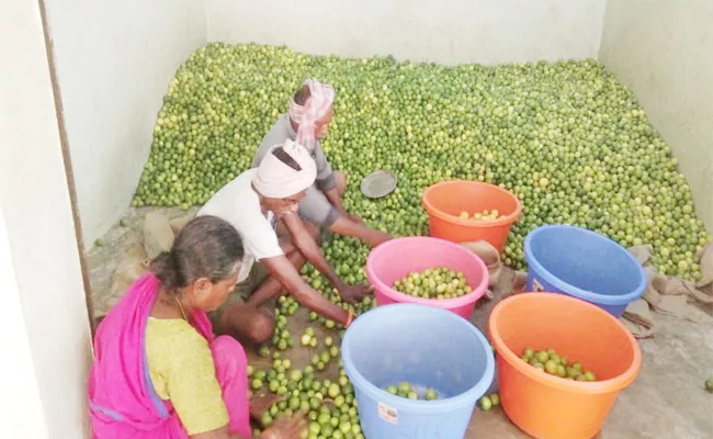 Lemon Price Skyrockets As Low Supply In Nellore - Sakshi