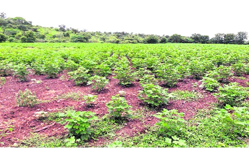 Cotton Cultivation Slow In Khammam - Sakshi