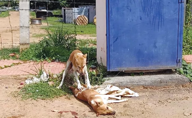 Dog Died in Road Accident in Karnataka - Sakshi