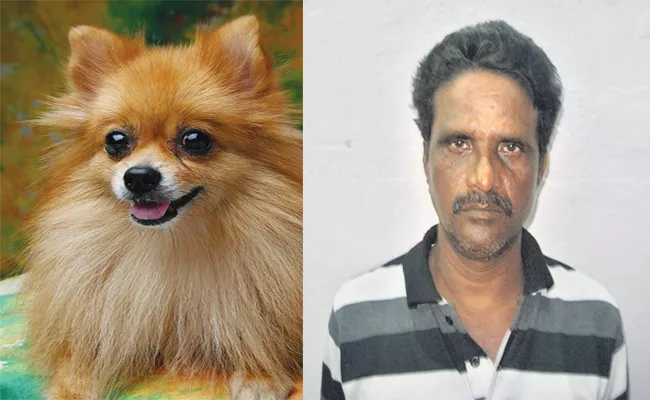 Thief Manthri Shankar Fear on Pomeranian Bried Dogs - Sakshi