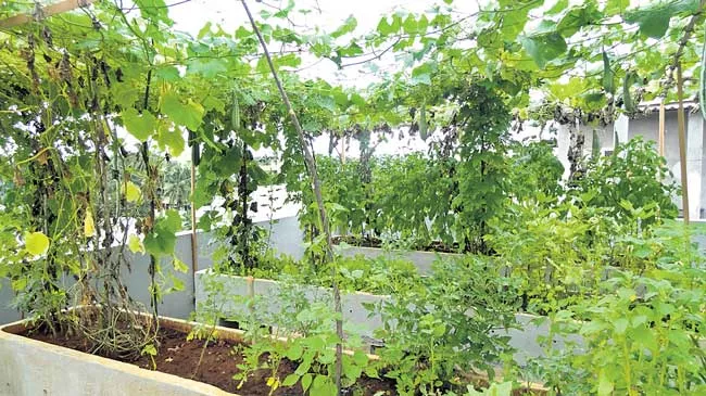 Cultivation of home crops - Sakshi