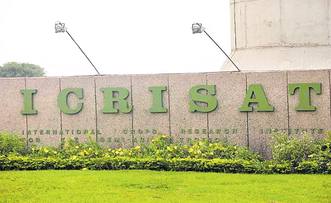 Record of Icrisat fodder seed - Sakshi