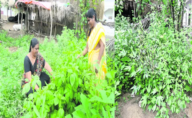 Garden For Vegetables in Kakinada Anganwadi Centre Krishna - Sakshi