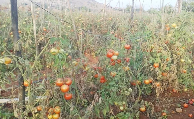 Tomato Crop Farmers Loss in This Rainy Season - Sakshi