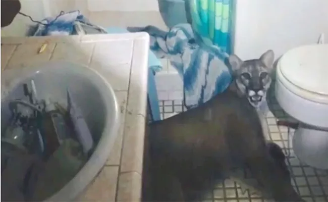 Mountain Lion Lies Down In Bathroom California House - Sakshi