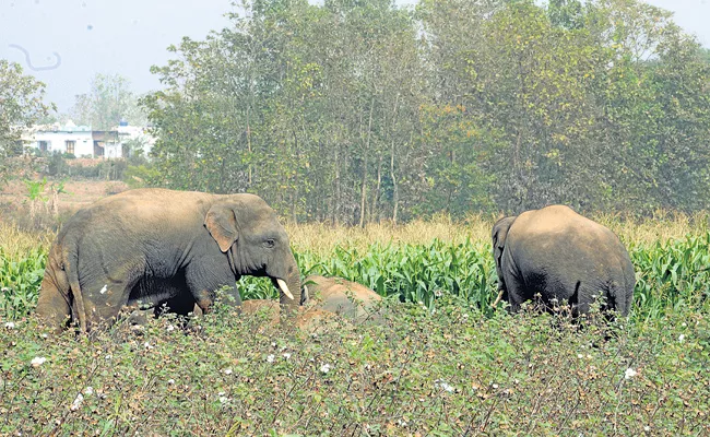 Rehabilitation for Elephants - Sakshi