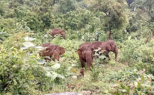 Elephant Gang Hulchul In Srikakulam District - Sakshi