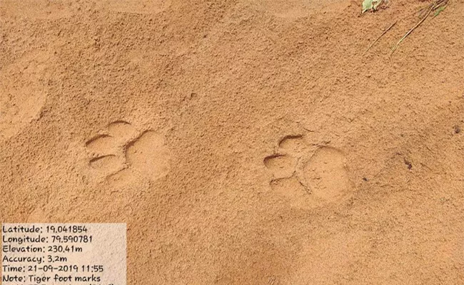 Tiger Wandering In Nilgiri Forest At Mancherial - Sakshi