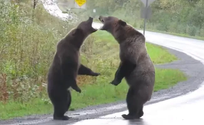 Grizzly Bears Growled Fighting Each Other At British Columbia Highway - Sakshi