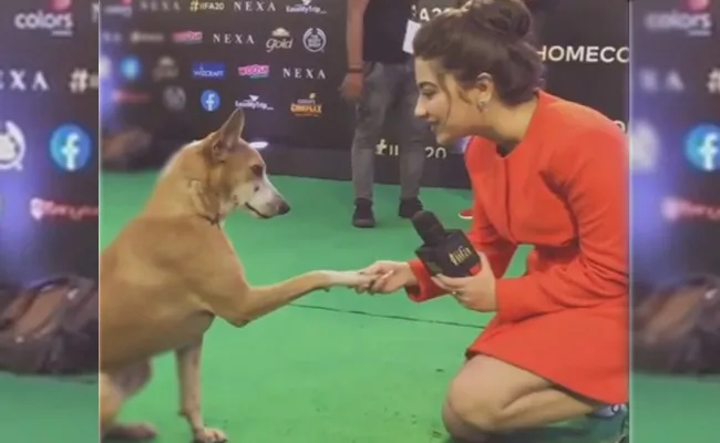 Actress Aditi Bhatia Interviews Dog In IIFA Awards - Sakshi