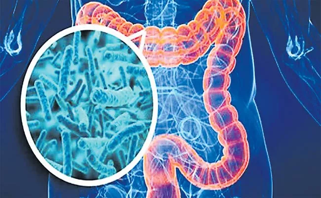 Control Of Diabetes With Bacteria In The Intestines - Sakshi