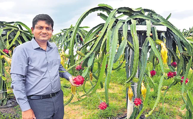 Dragon Fruit Crop Special Story - Sakshi