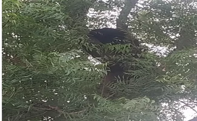 A Bear Appeared On Tree In Manakondur - Sakshi