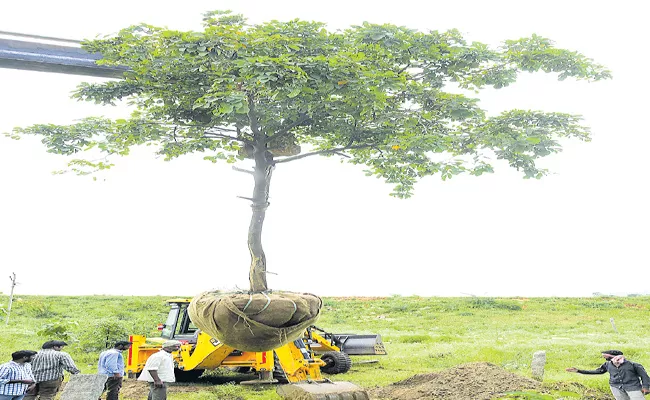 Treatment For Trees In Wanaparthy - Sakshi