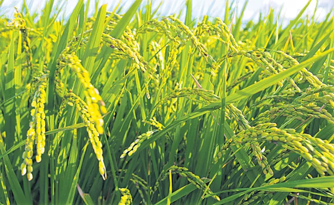 Department of Agriculture prepared the seeds for Cultivation of Rabi Crops - Sakshi