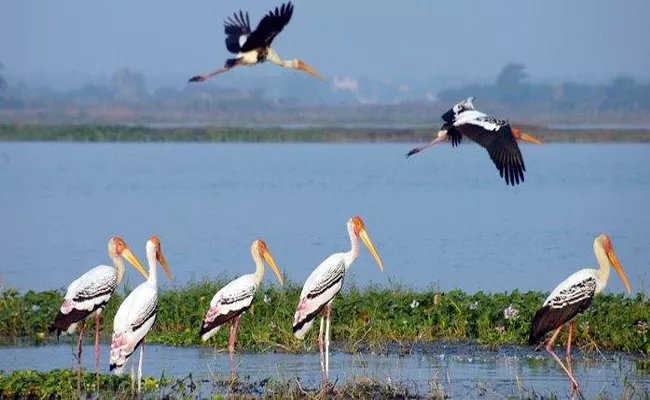 Kolleru Lake And Tourism Places in West Godavari - Sakshi