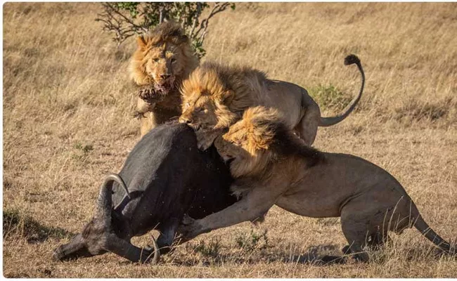 Lions Breaks Out In Fight After Dragging Buffalo To Eat Became Viral - Sakshi