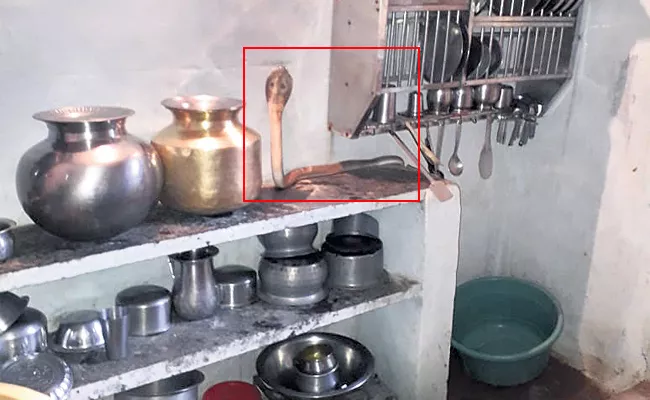 Python Snake Caught in Kitchen Rangareddy - Sakshi