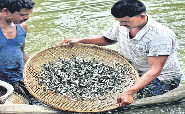 Fraud In Govt Free Fish Distribution In Joint Nalgonda District - Sakshi