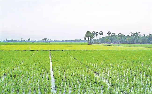 Southwest Monsoon helps Kharif Crops - Sakshi