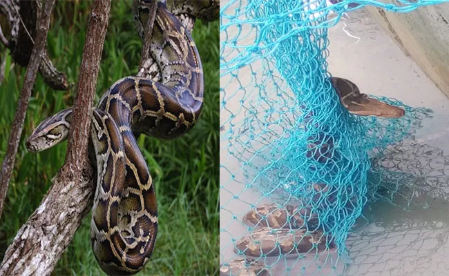 Balkonda Fisherman Catch Python In The Net Fishing - Sakshi