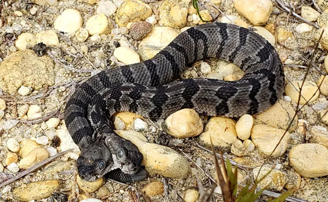 Two Headed Rattlesnake Found In New Jersey - Sakshi