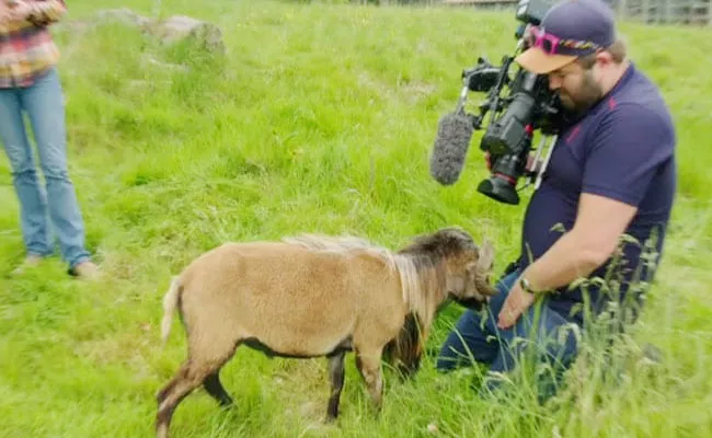 Angry Sheep Smacks Cameraman In Viral Video - Sakshi