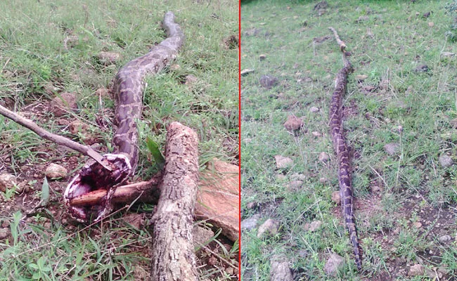 Python Swallows Goating At Koduru Forest In Visakhapatnam - Sakshi